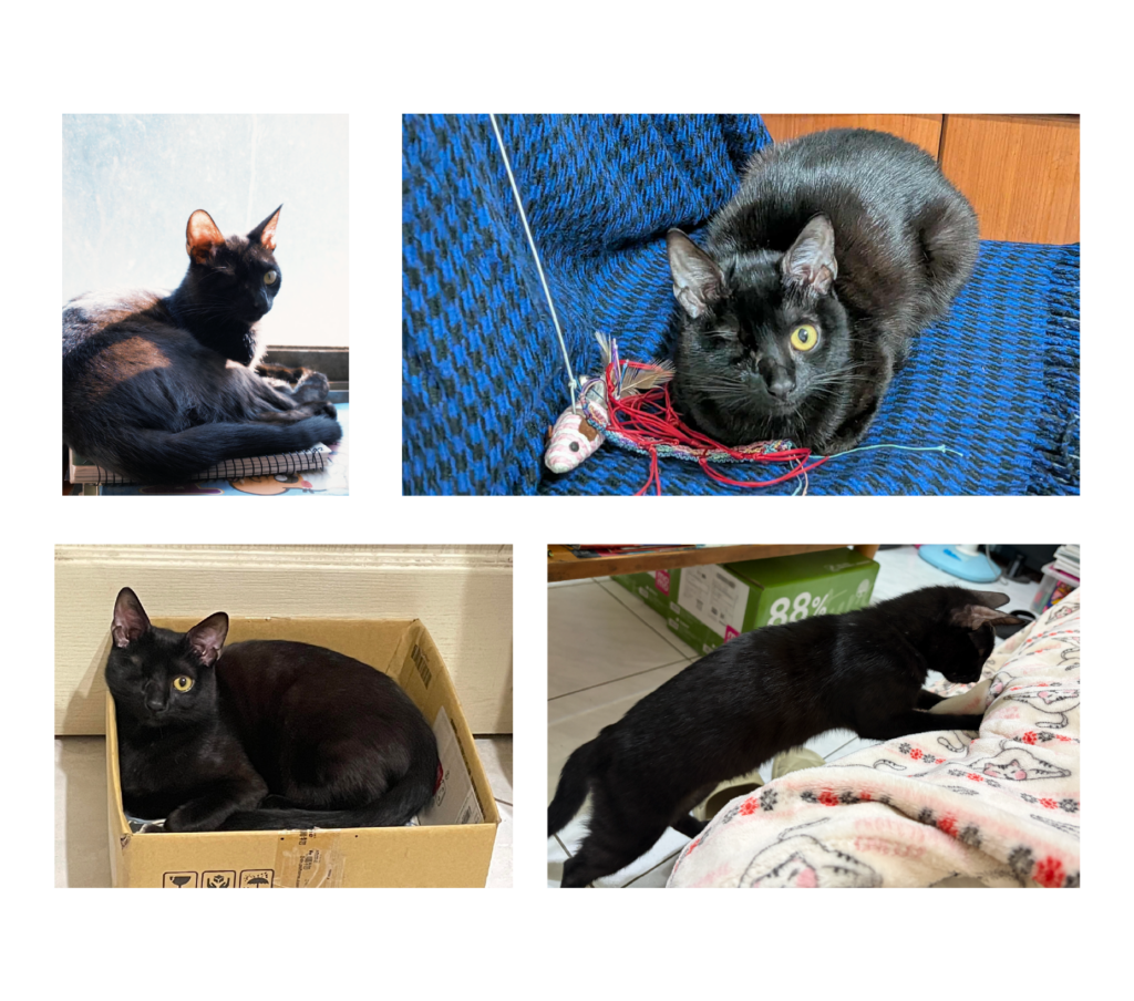 參考圖片 貓咪茂茂 -Aiworks